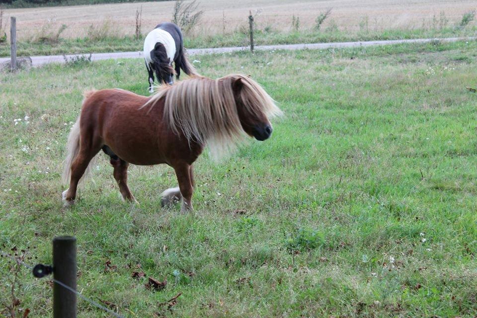 Shetlænder Skovlundens Kevin - Kevin 2014 foto: rollo. billede 22