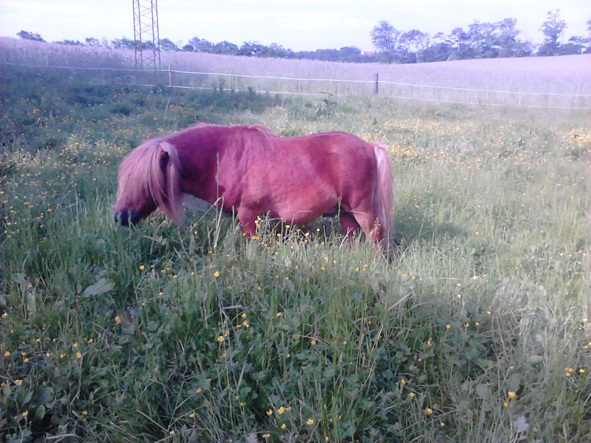 Shetlænder Skovlundens Kevin - Kevin 3/6 2014 billede 27