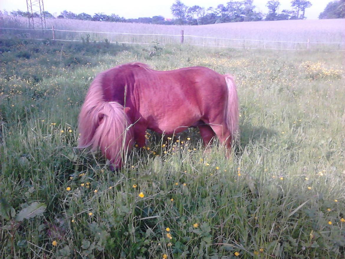 Shetlænder Skovlundens Kevin - Kevin 3/6 2014 billede 28