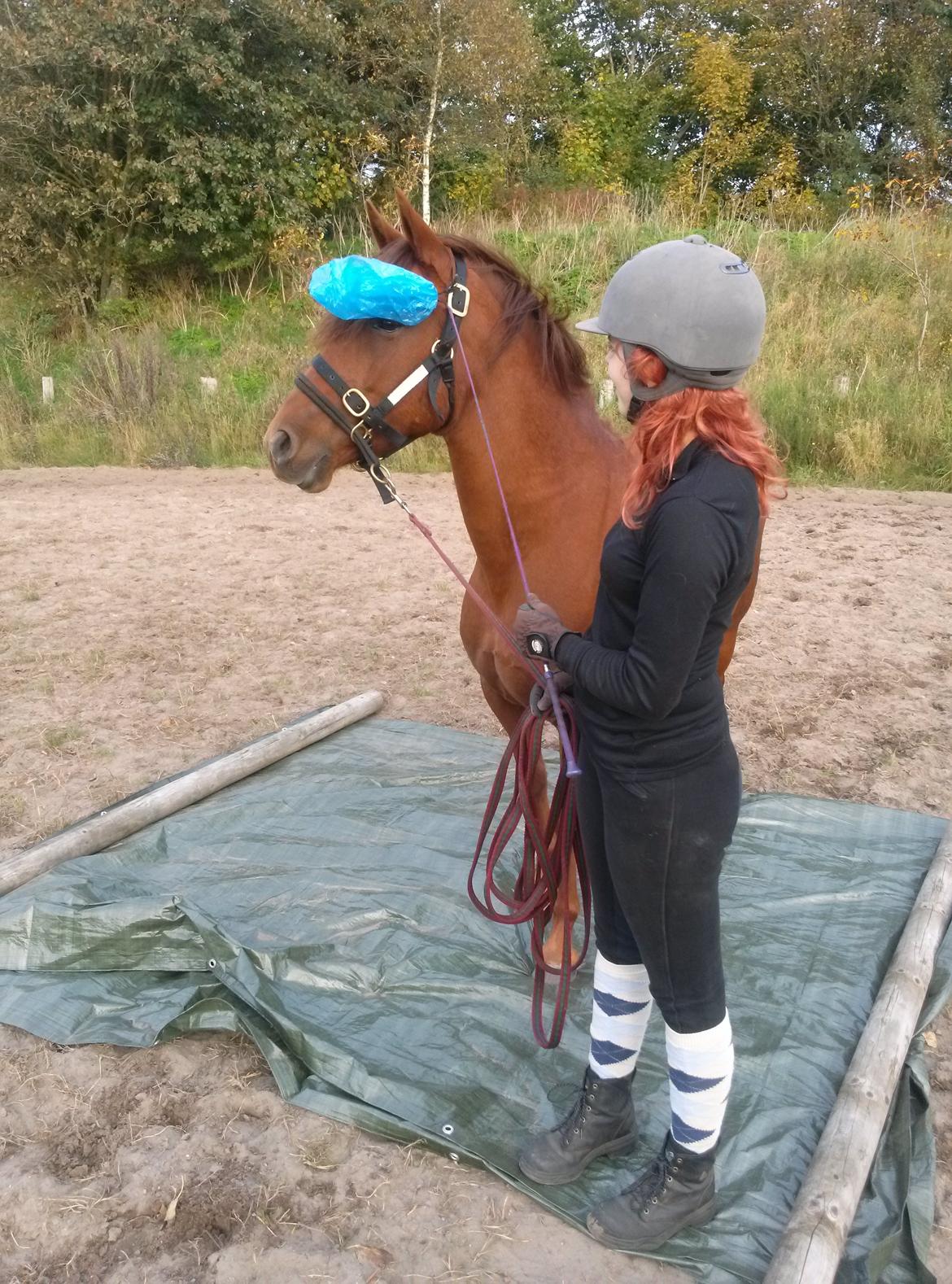 Paso-Peruanos GGS Jimina R.I.P billede 15