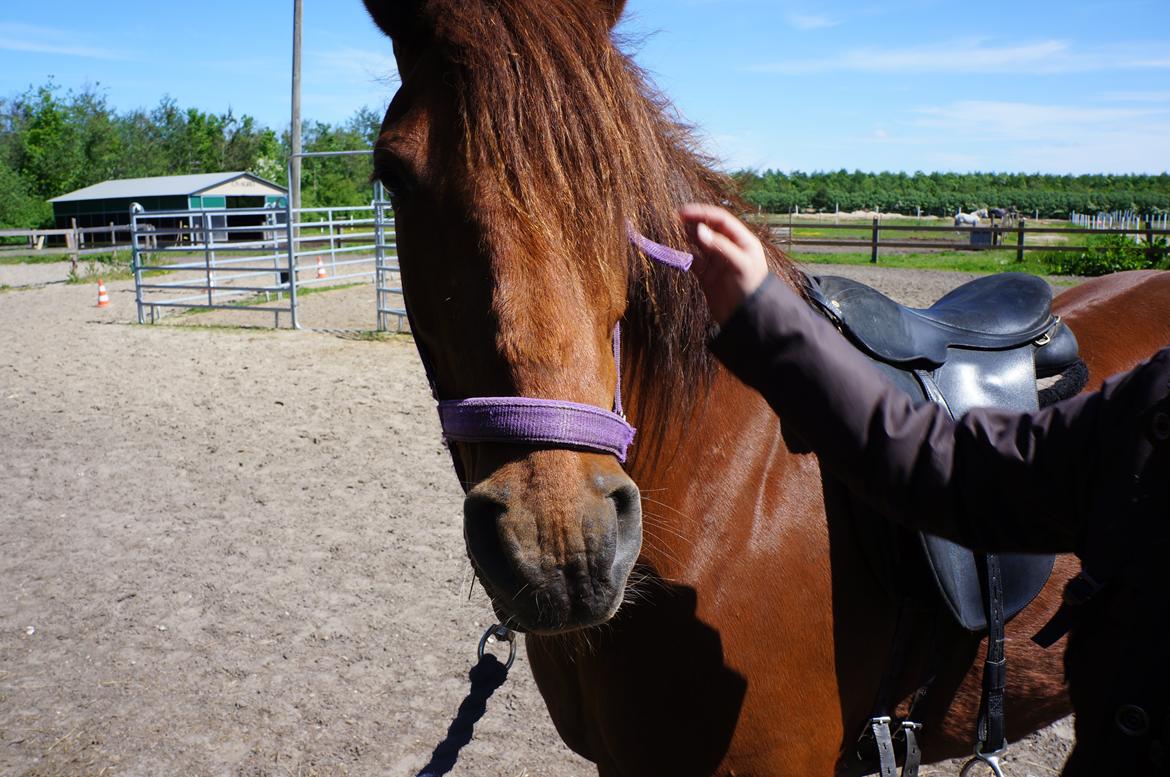 Paso-Peruanos GGS Jimina R.I.P billede 11