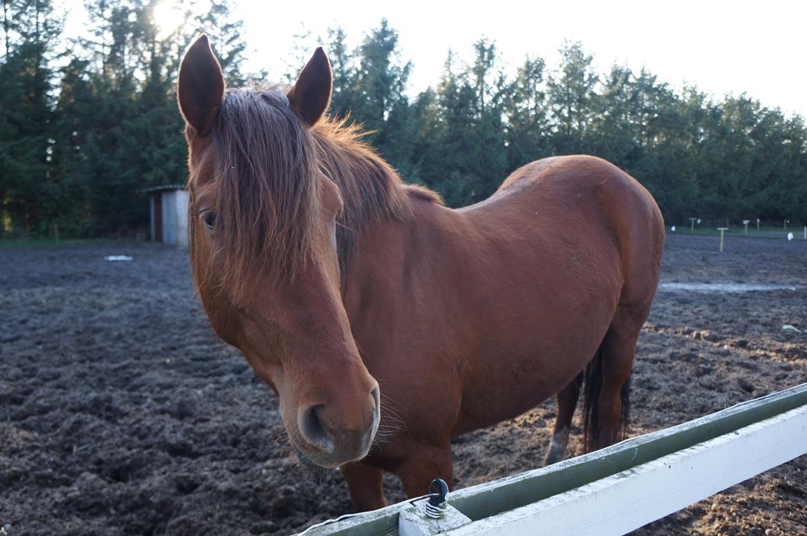 Paso-Peruanos GGS Jimina R.I.P billede 13