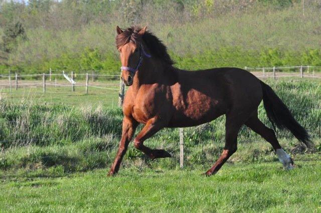 Paso-Peruanos GGS Jimina R.I.P billede 6