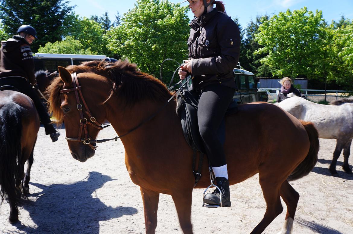 Paso-Peruanos GGS Jimina R.I.P billede 12