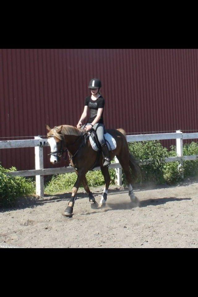 Anden særlig race Lac Lemon Lakriz ( soulmate) billede 8