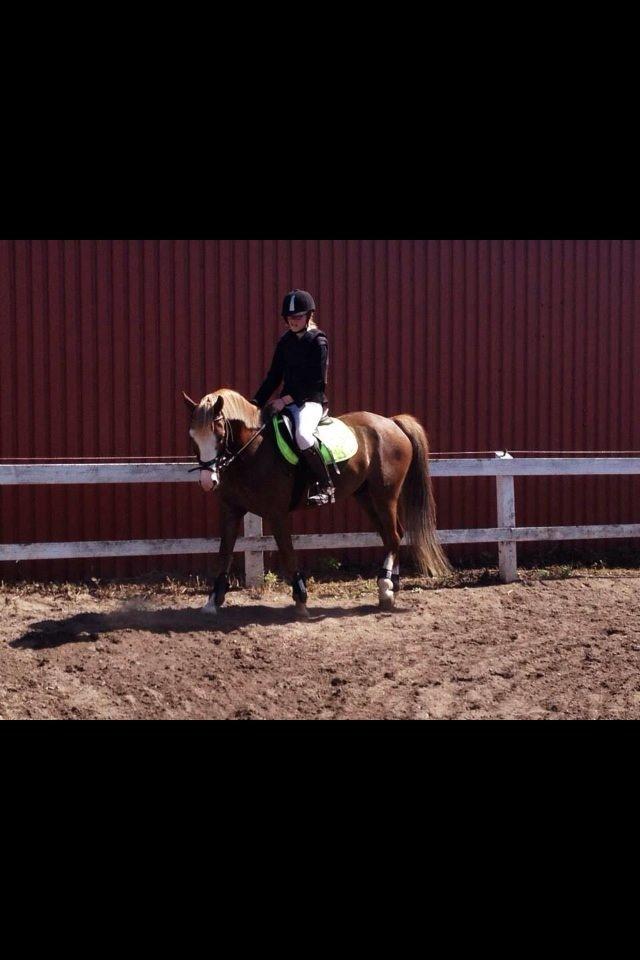 Anden særlig race Lac Lemon Lakriz ( soulmate) billede 10