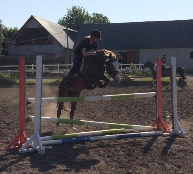 Anden særlig race Lac Lemon Lakriz ( soulmate) billede 5