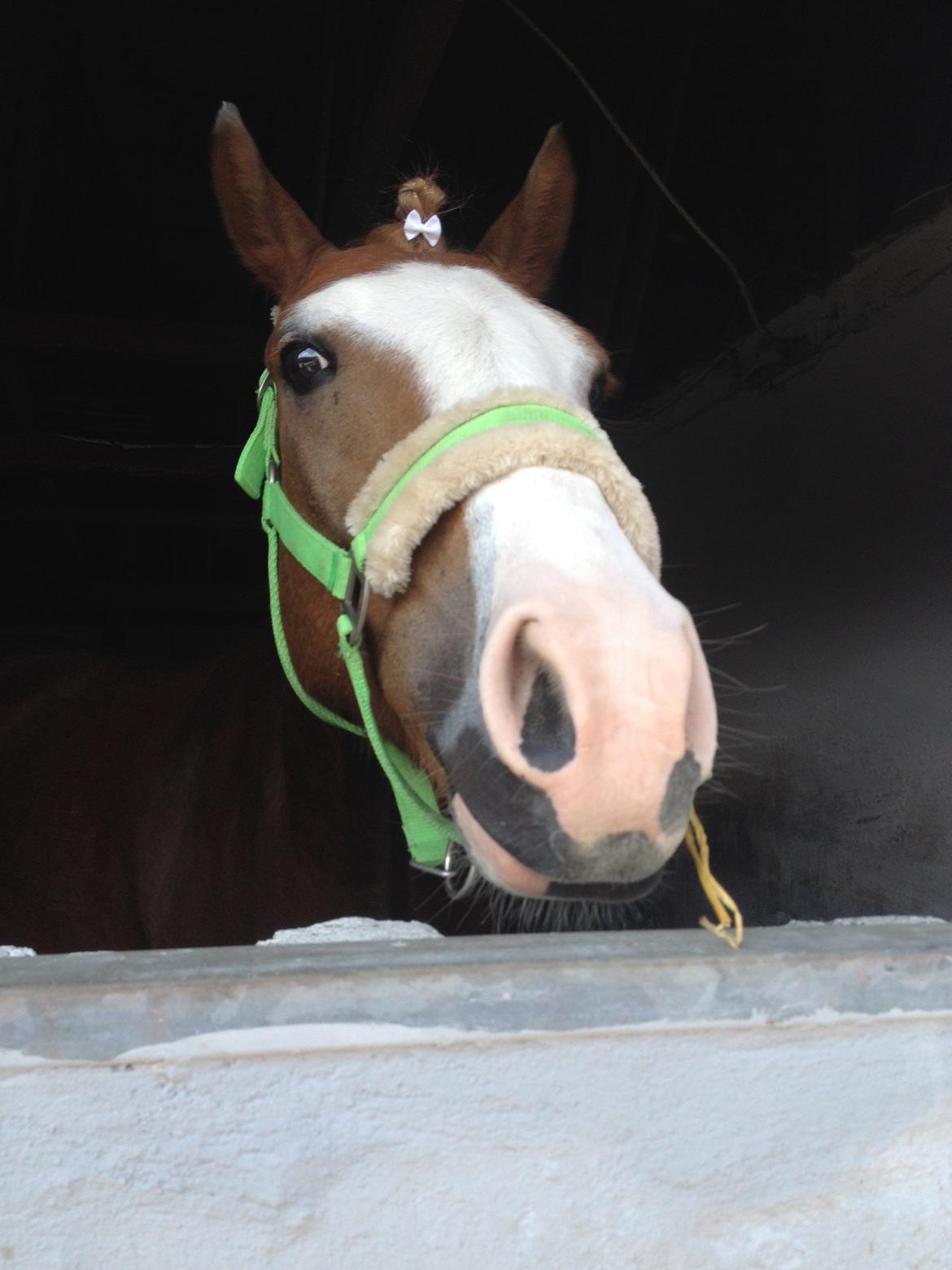 Anden særlig race Lac Lemon Lakriz ( soulmate) billede 9