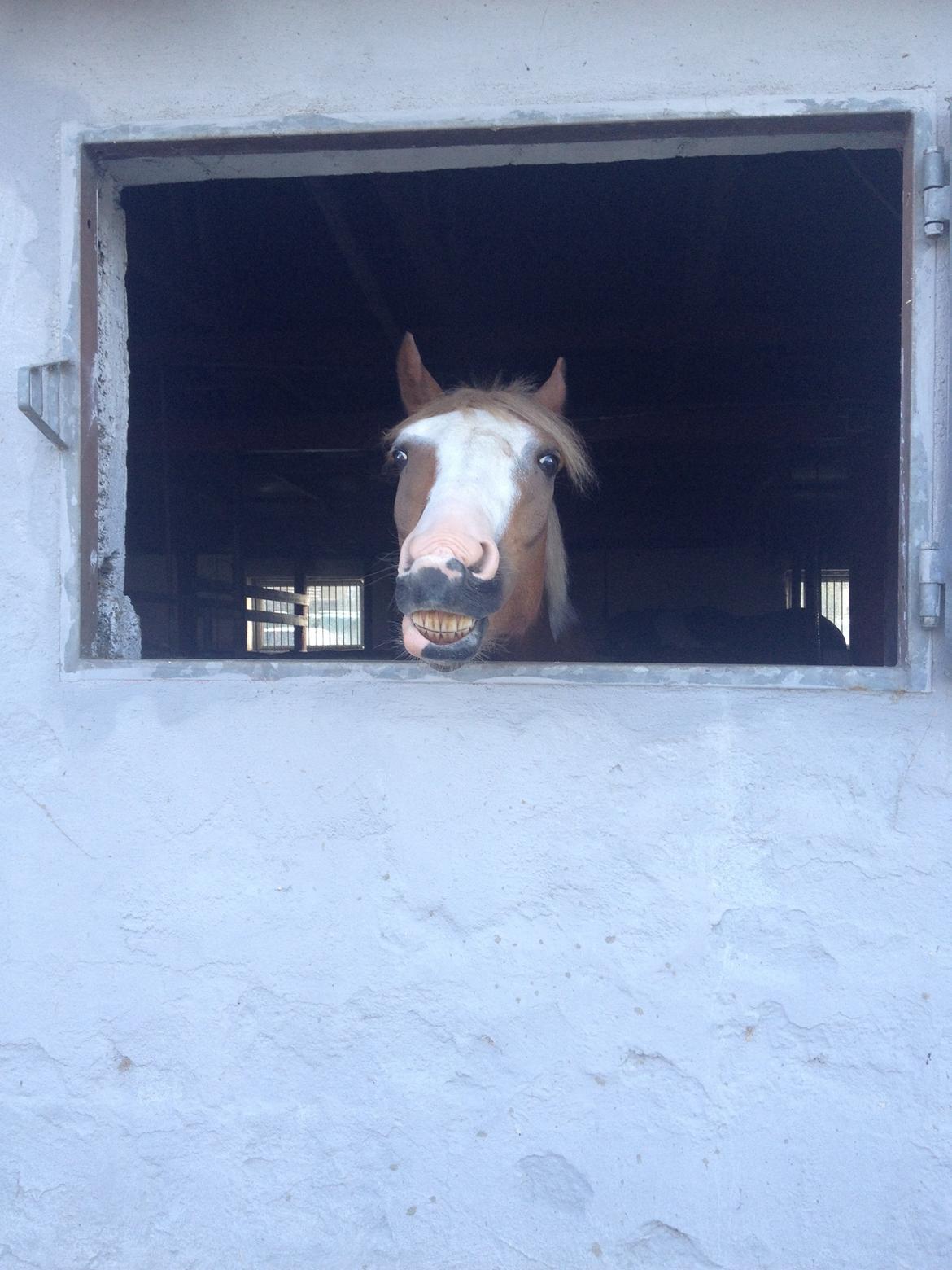 Anden særlig race Lac Lemon Lakriz ( soulmate) billede 18