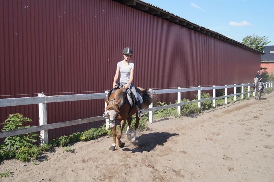 Anden særlig race Lac Lemon Lakriz ( soulmate) billede 14