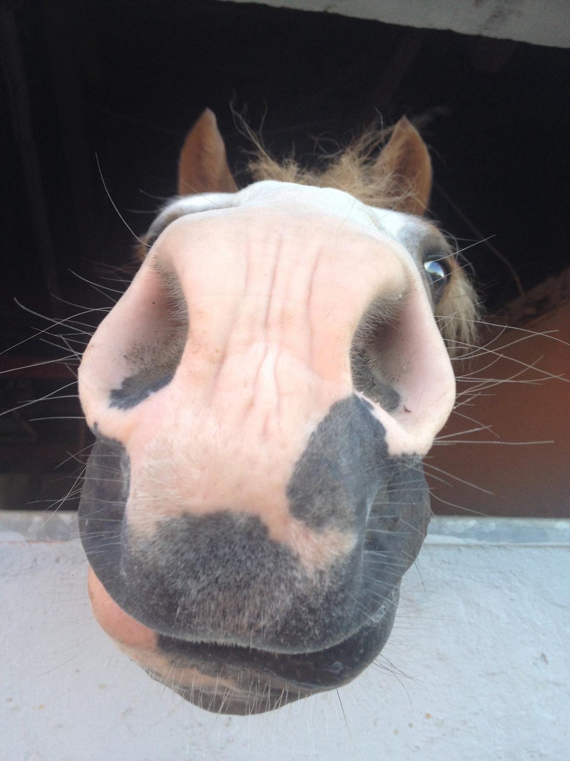 Anden særlig race Lac Lemon Lakriz ( soulmate) billede 12