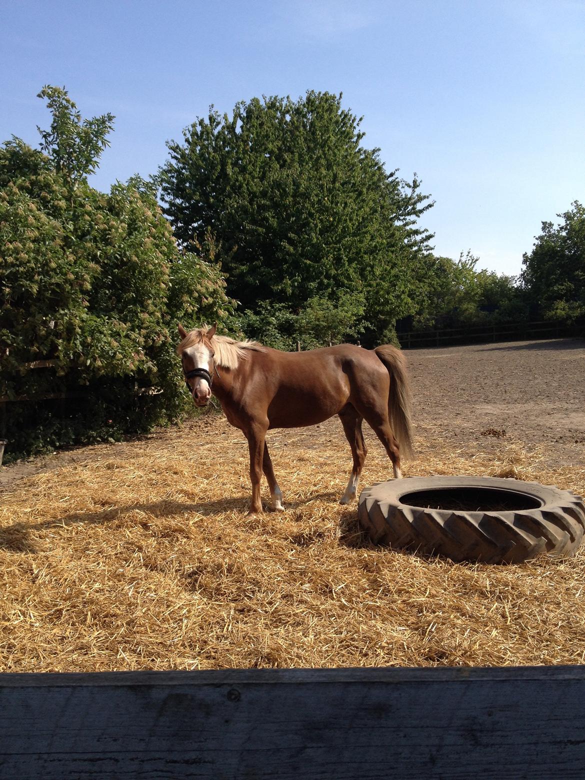Anden særlig race Lac Lemon Lakriz ( soulmate) billede 11
