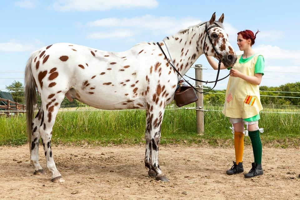 Appaloosa Santuti billede 1