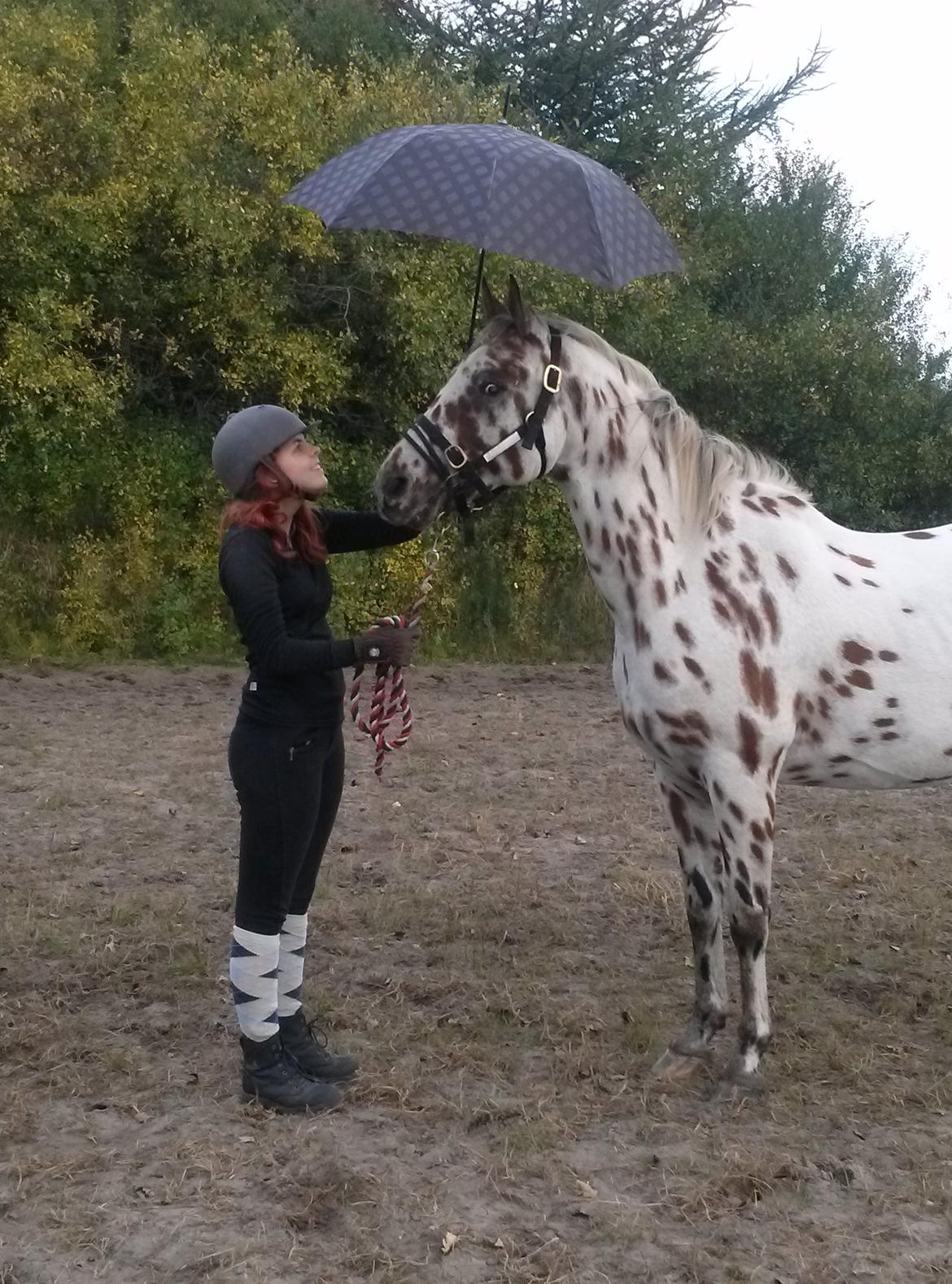 Appaloosa Santuti R.I.P billede 9