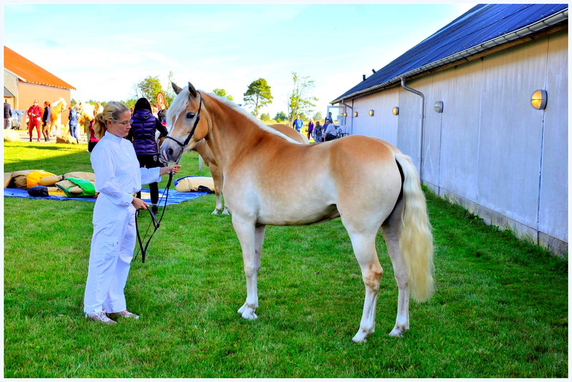 Haflinger Unikka Stald Friis billede 31