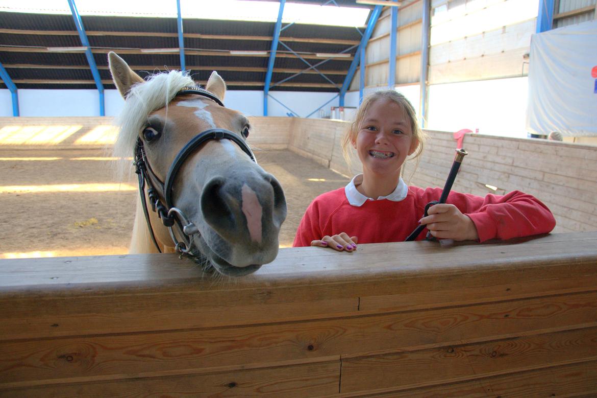 Haflinger Unikka Stald Friis billede 33