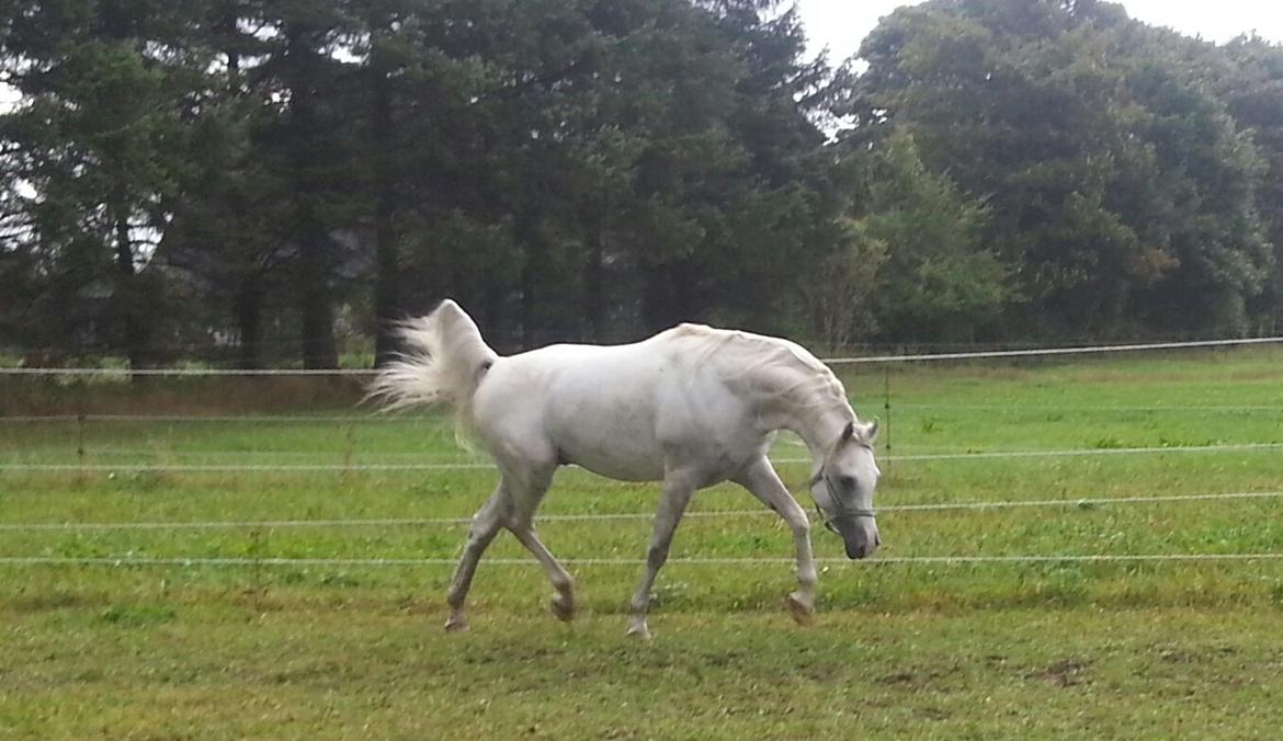 Arabisk fuldblod (OX) Amin El Karmdal (AVLSHINGST) billede 12