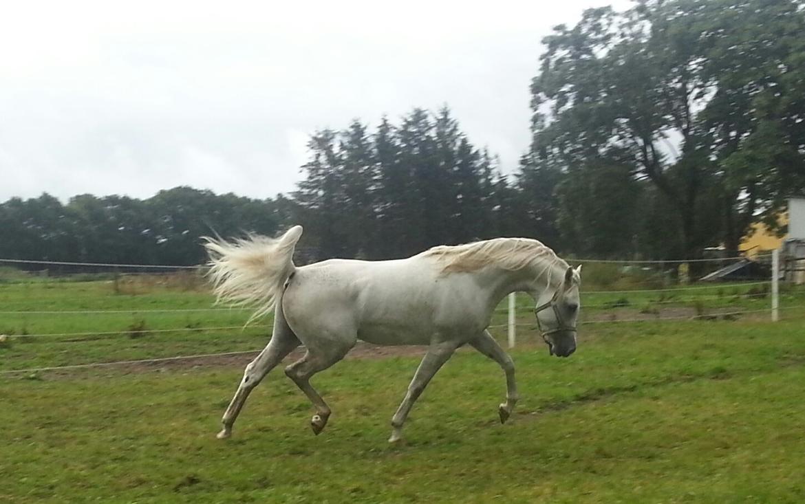 Arabisk fuldblod (OX) Amin El Karmdal (AVLSHINGST) billede 13