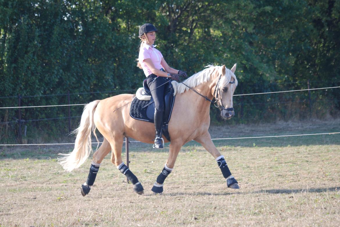 Tysk Sportspony Golden Dream billede 3