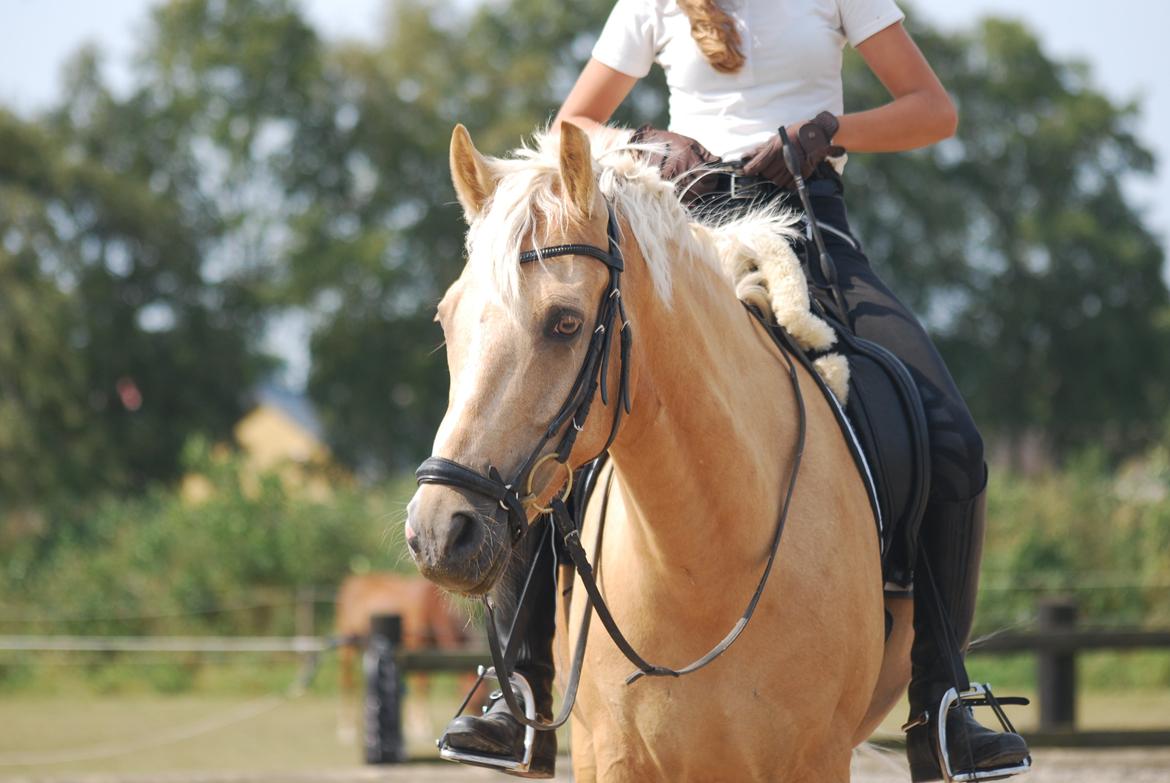 Tysk Sportspony Golden Dream billede 8