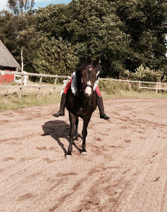 New Forest Kroghøjs Tango.  billede 2