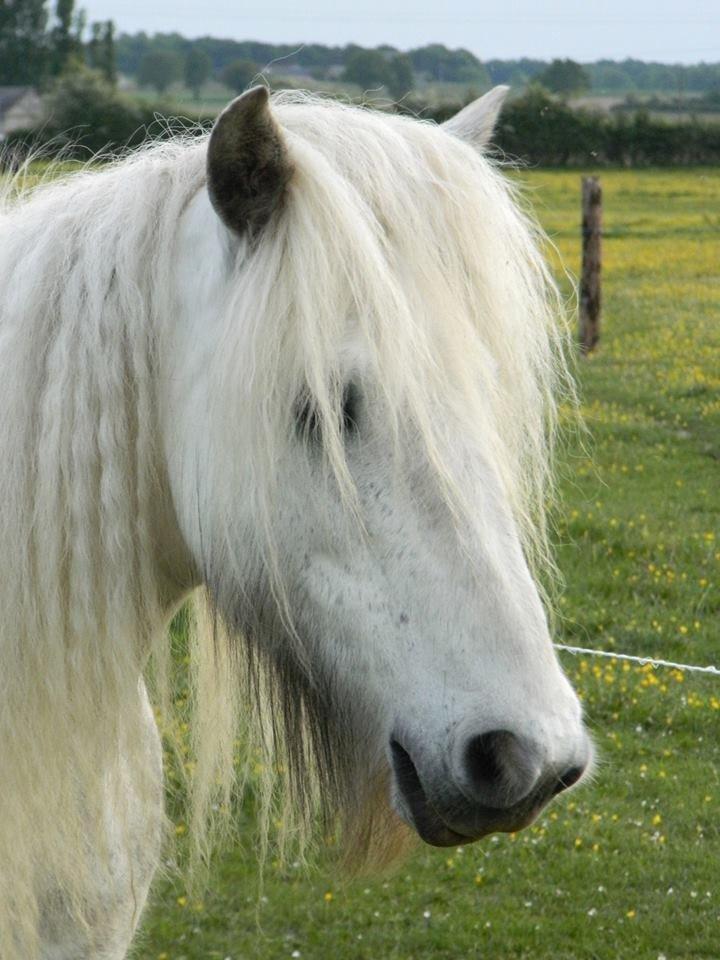 Irish Cob Josie billede 1