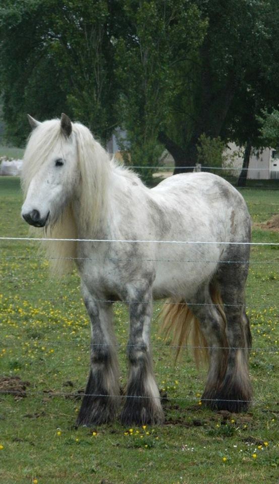Irish Cob Josie billede 2