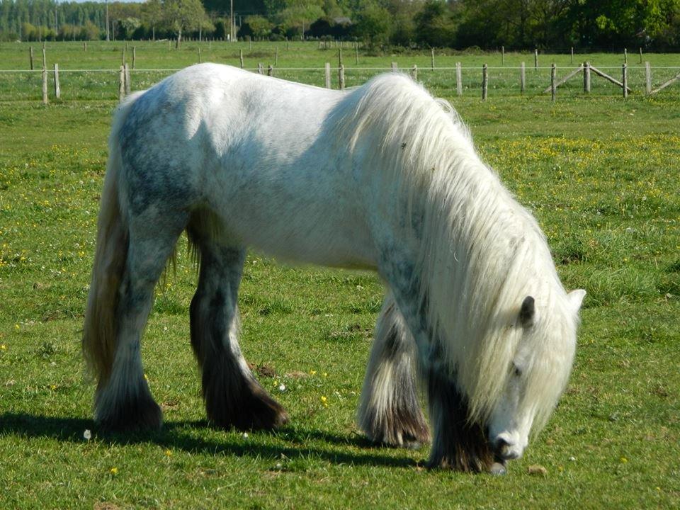 Irish Cob Josie billede 4