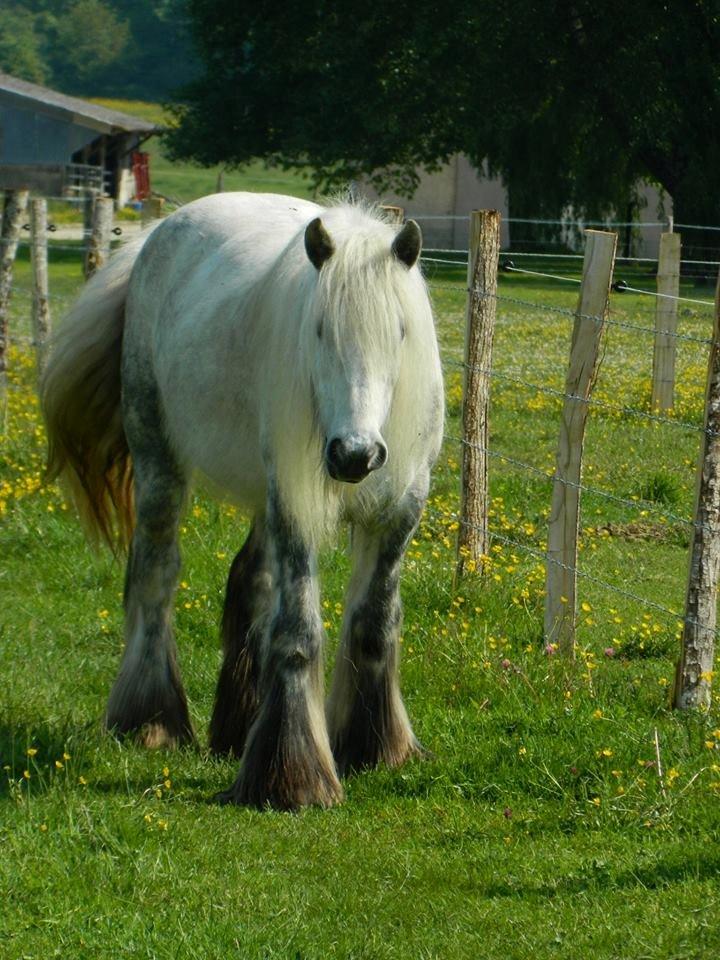 Irish Cob Josie billede 5