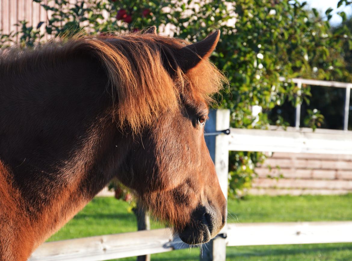 Islænder Elding fra Nyvanggaard billede 1