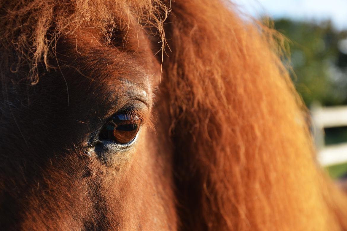 Islænder Elding fra Nyvanggaard billede 2