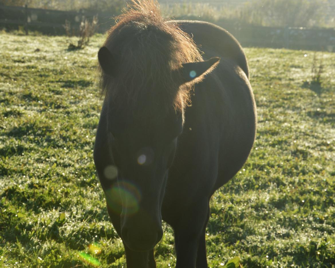Islænder Dimma fra Kringlan billede 1