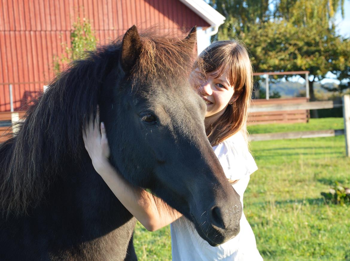 Islænder Dimma fra Kringlan billede 4