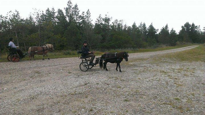 Shetlænder Rasmus - Tur i Nystrup Plantage. Jeg har verdens NEMMESTE shetter! <3 billede 12