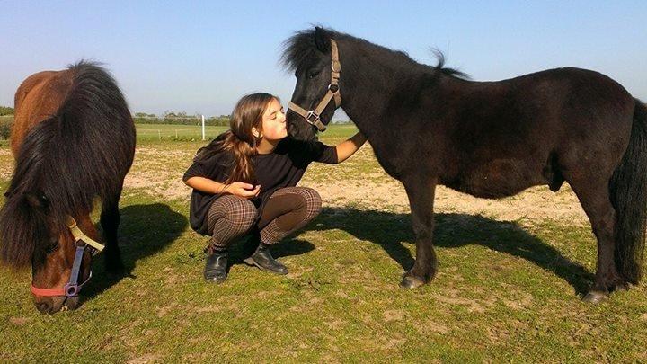 Shetlænder Rasmus - A little kiss to both of my boys, here Rasmus! <3 billede 10