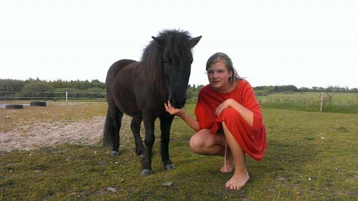 Shetlænder Rasmus - Kagehår - og en ponz' med ørene ud til hver sin side.. Haha <3. billede 4