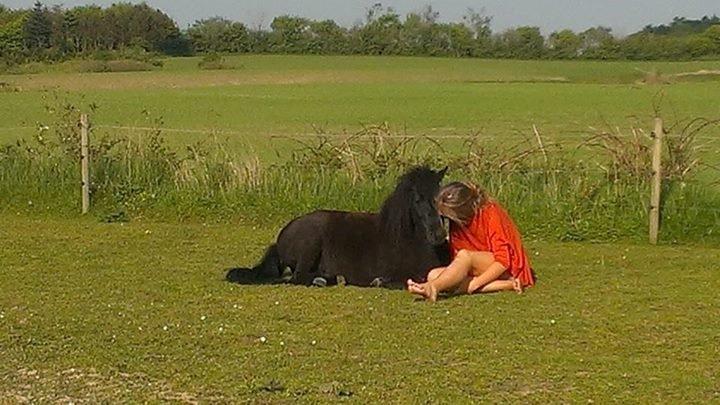 Shetlænder Rasmus - Første gang jeg fik lov lov at komme helt hen til ham, mens han lagde. <3 billede 5