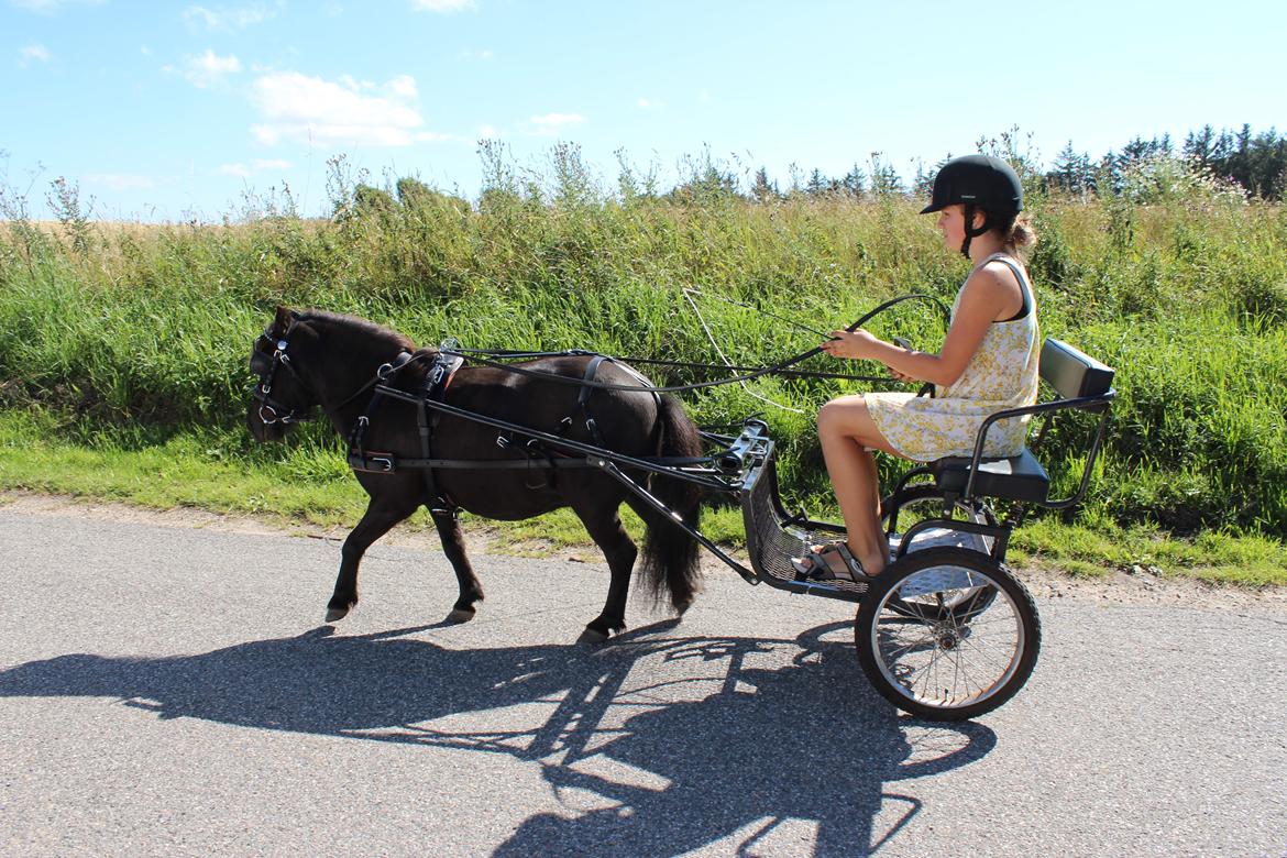 Shetlænder Rasmus - Første gang på vejen, alene. Med den nye, flotte saletsele! <3 JEG ELSKER MIN RALLE! <3 billede 3