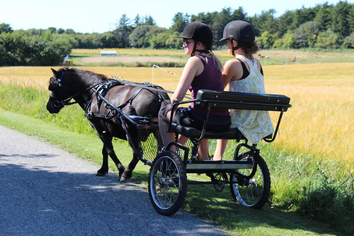 Shetlænder Rasmus - Første "rigtige" køretur med Rasmus! <3 billede 2