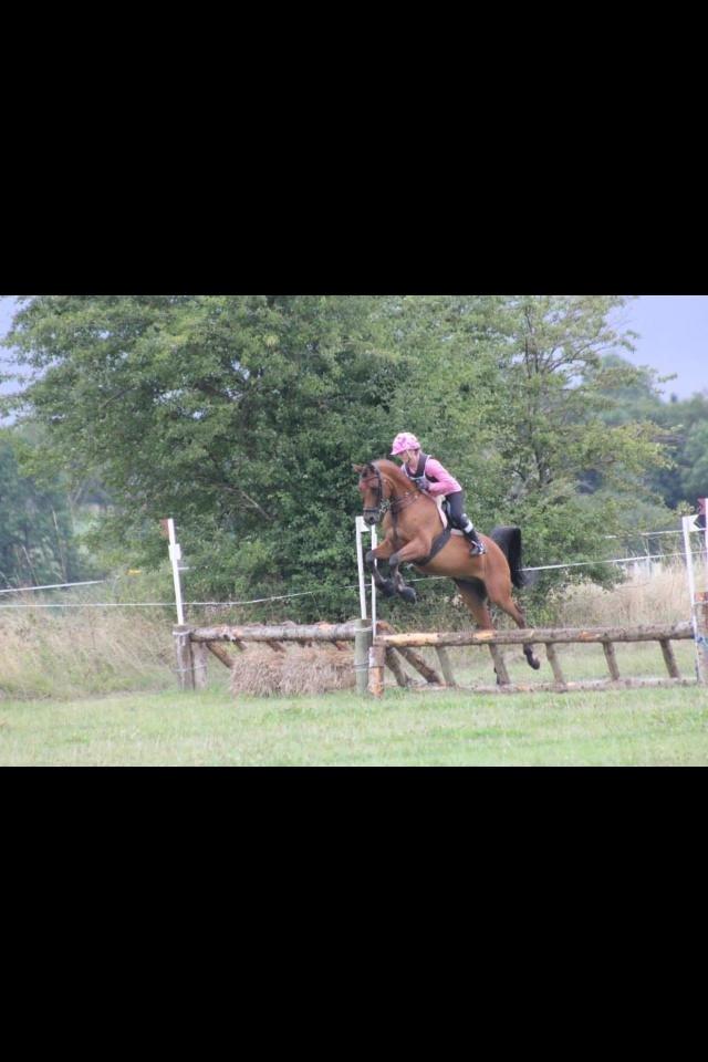 Arabisk fuldblod (OX) Wafeeq OX - Military stævne SØG CNCP70- 6-plads <3 billede 4