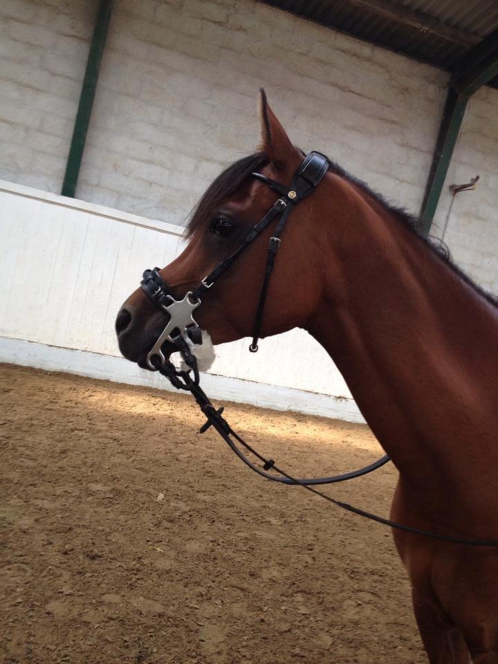 Arabisk fuldblod (OX) Wafeeq OX - Hygge ridning - bidløst <3 <3 billede 24