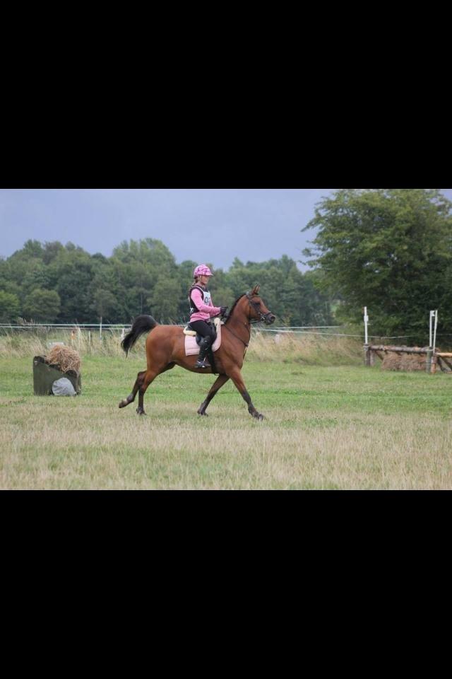 Arabisk fuldblod (OX) Wafeeq OX billede 14