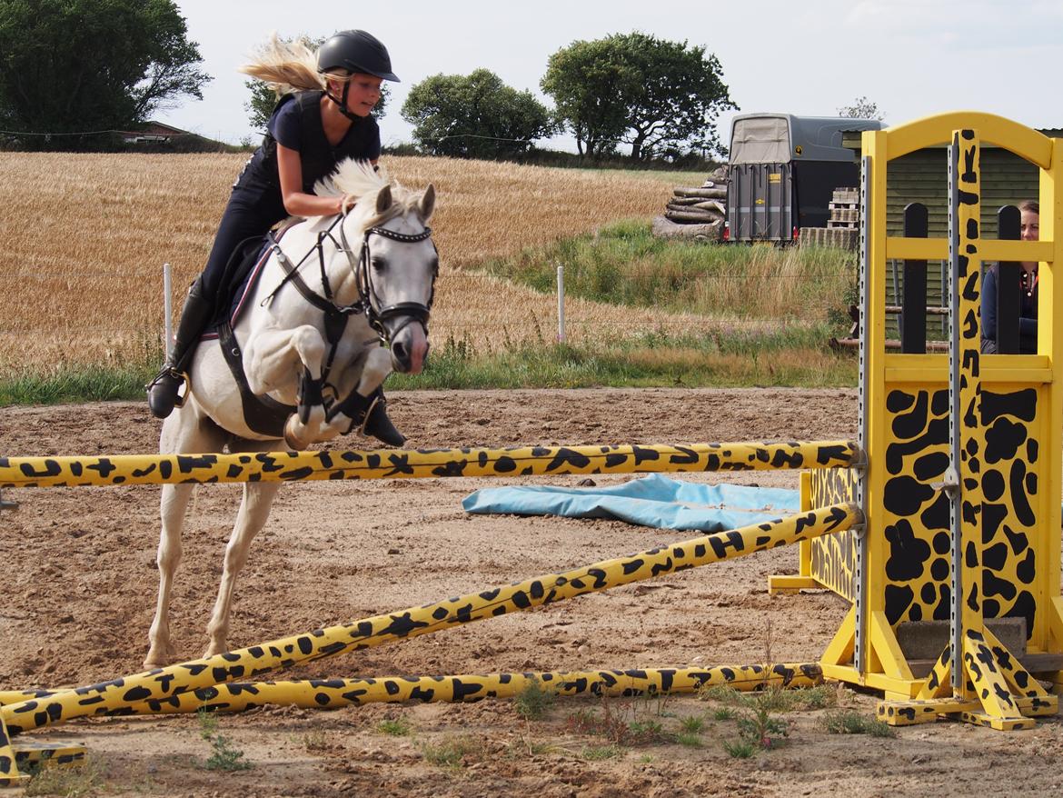 Anden særlig race Duchess (Solgt og mega savnet) <3 billede 5