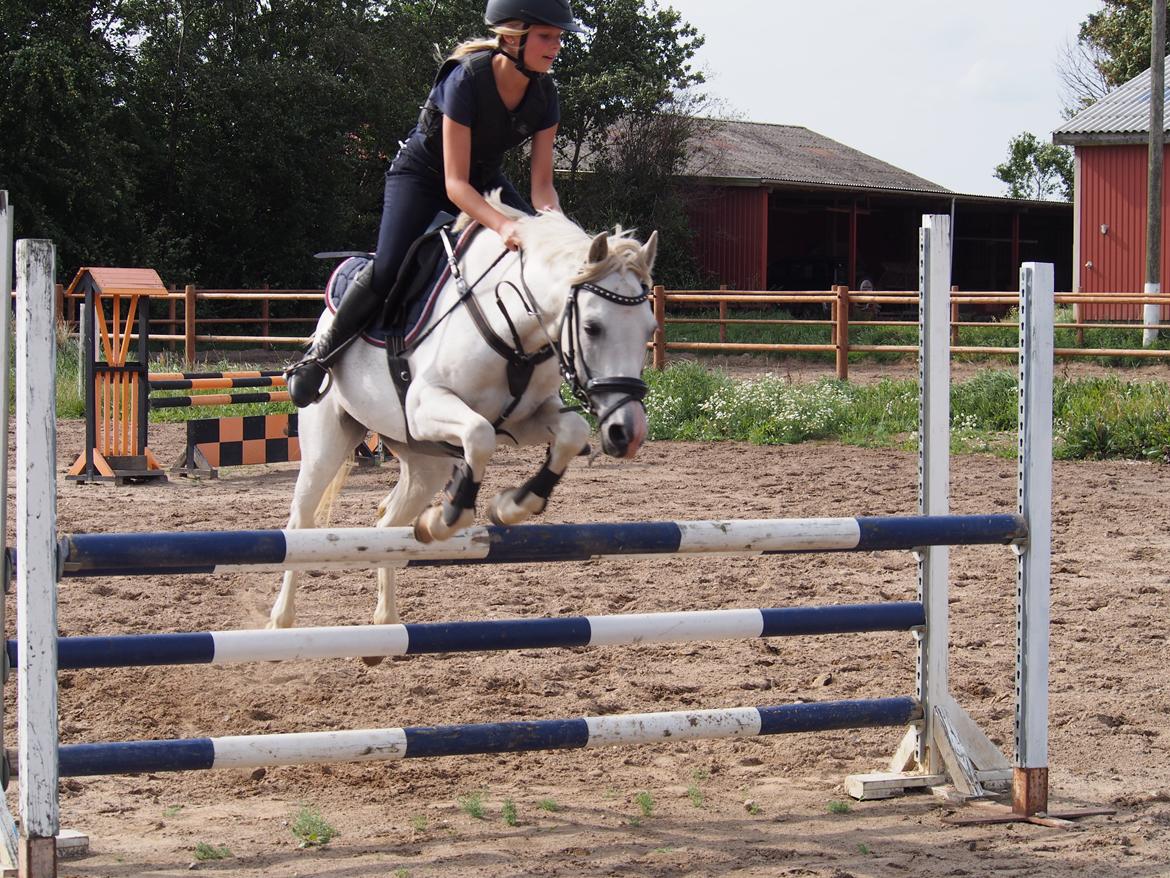Anden særlig race Duchess (Solgt og mega savnet) <3 billede 8