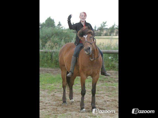 Dansk Varmblod Lacugo's Lady Sazet billede 13