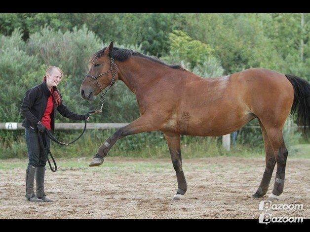 Dansk Varmblod Lacugo's Lady Sazet billede 14