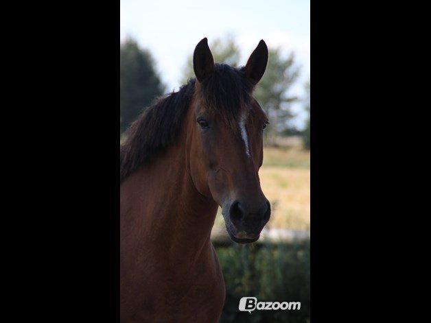 Dansk Varmblod Lacugo's Lady Sazet billede 2