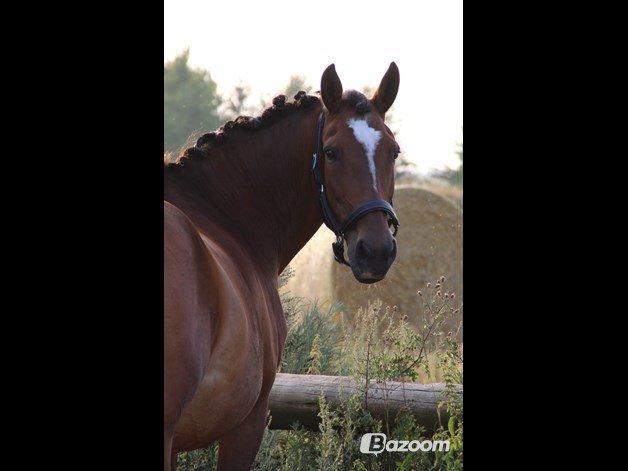 Dansk Varmblod Lacugo's Lady Sazet billede 4