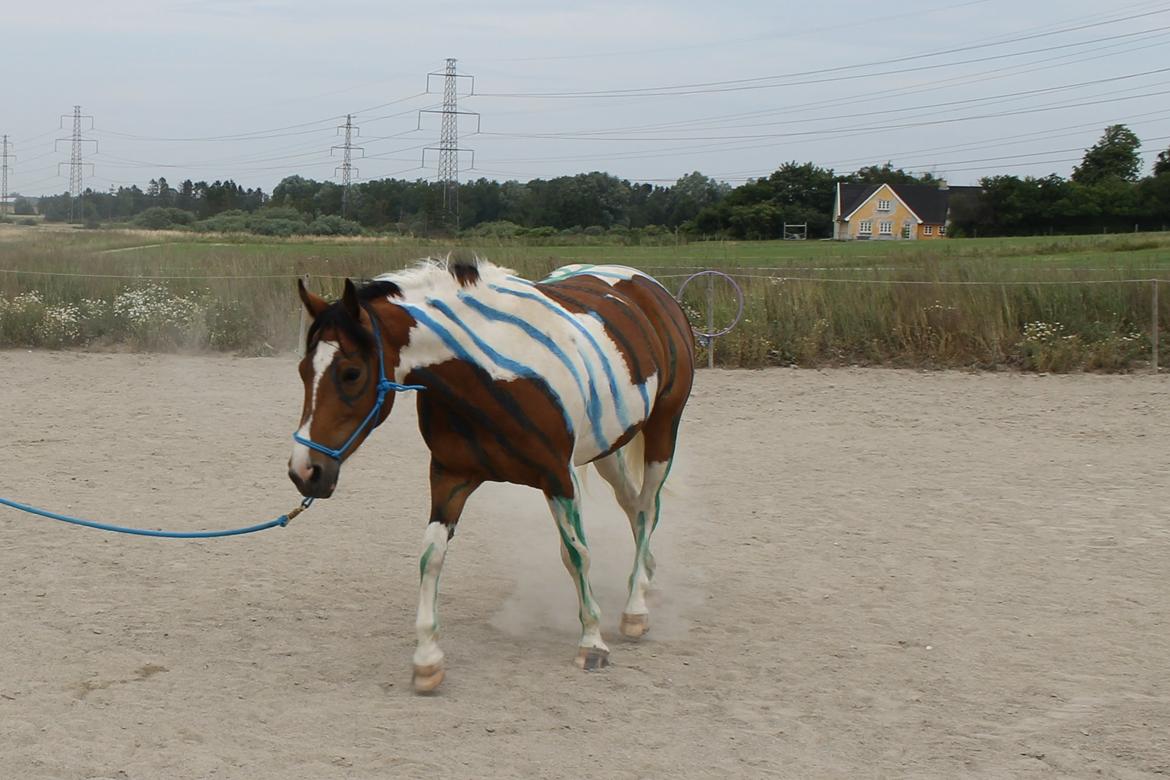 Pinto Padmé - My Soulmate billede 17