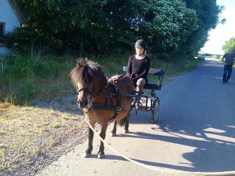 Shetlænder Thorbjørn - Første tur, med Thy Køreselskab! :D billede 3